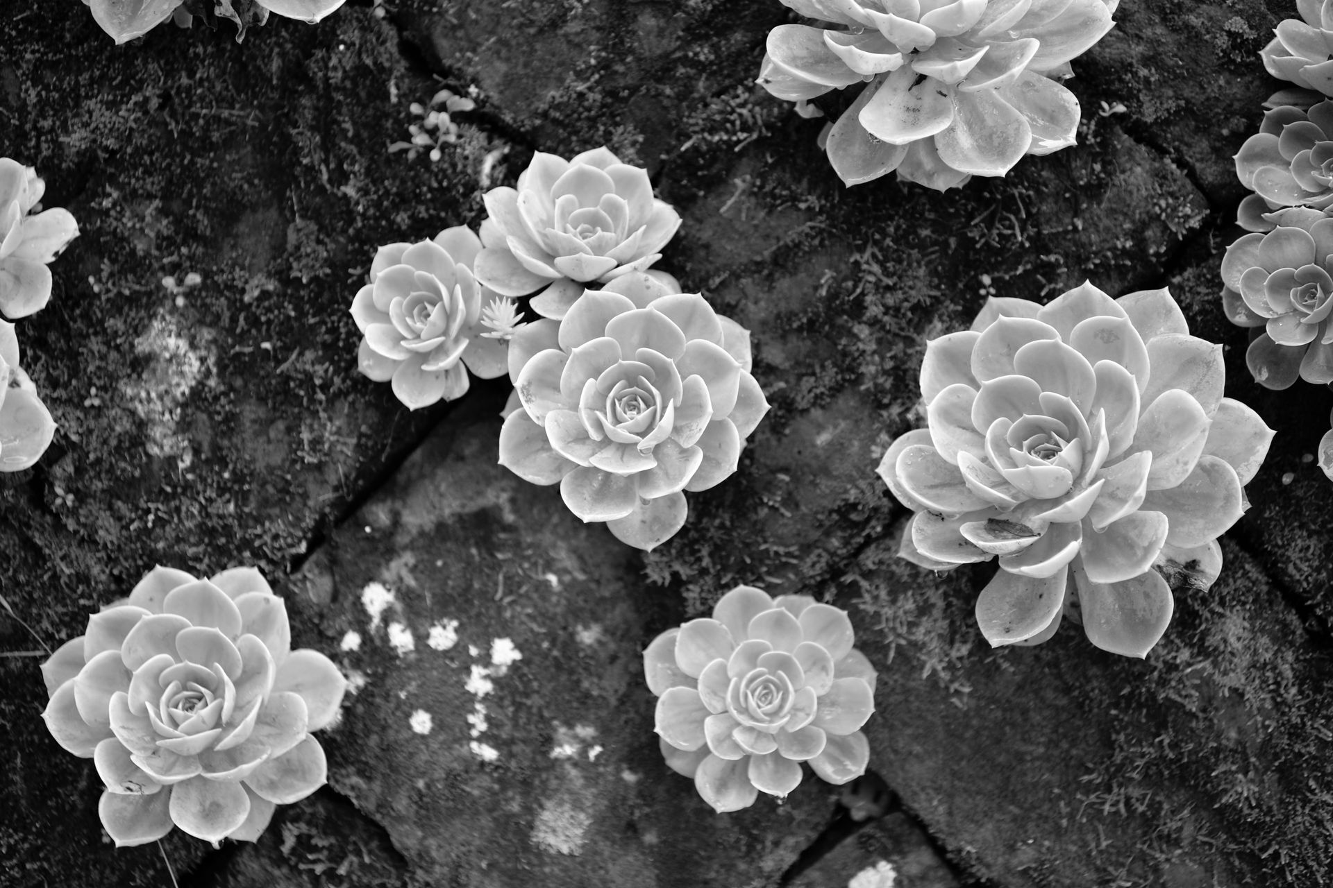 Echeveria succulents captured in black and white, highlighting their natural rosette shapes against a stone backdrop.