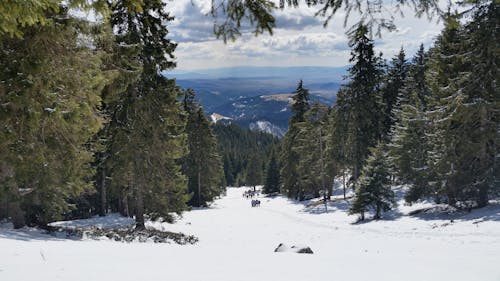 Ücretsiz Ağaçlar Ve Snowfield Stok Fotoğraflar