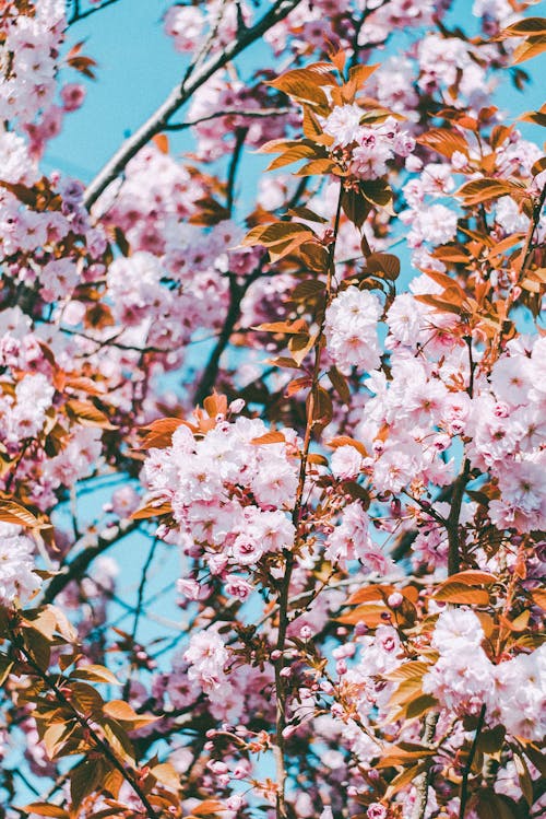 昼間のピンクの花の写真