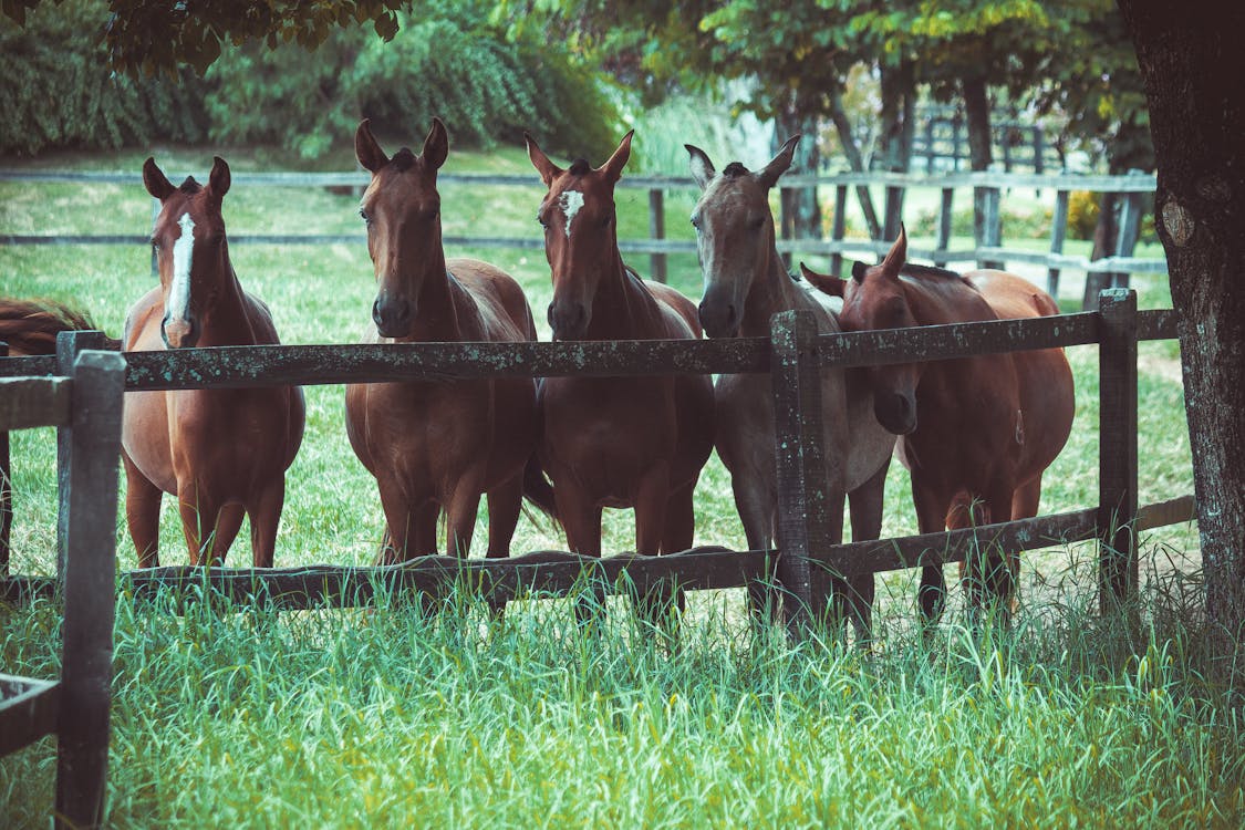 Curso Cuidador de Caballos Online