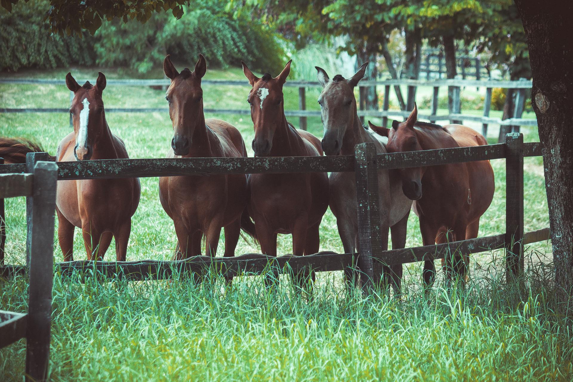 Photo of a Group of Horses