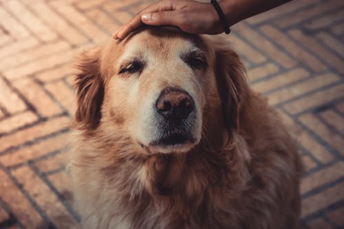 Free Photo of Person Petting A Dog Stock Photo