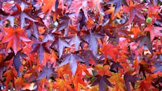 在特写镜头中，五颜六色的秋天枫叶呈现出充满活力的红色和棕色色调