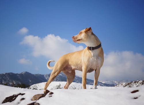 Free Dog on Snow Field Stock Photo