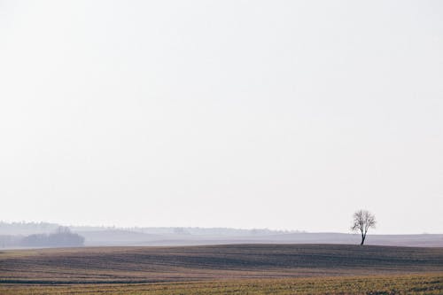 Green Grass Field Under White Sky