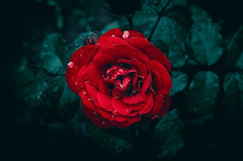 A close up of a bright red garden rose with rain drops