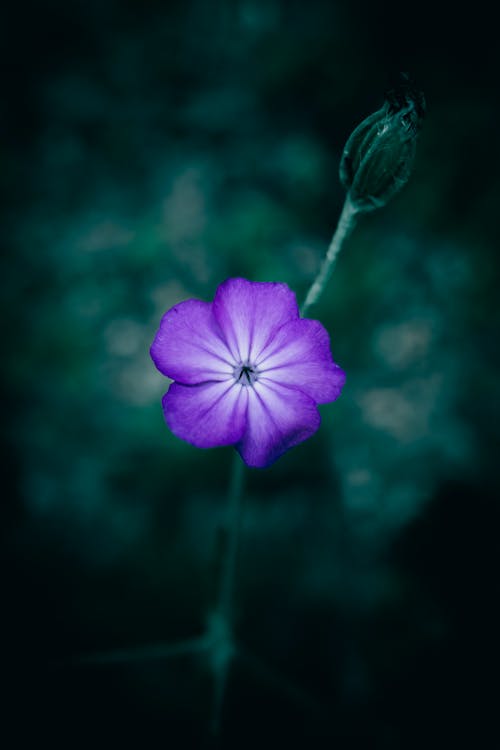 A close up of a purple Rose Campion flower