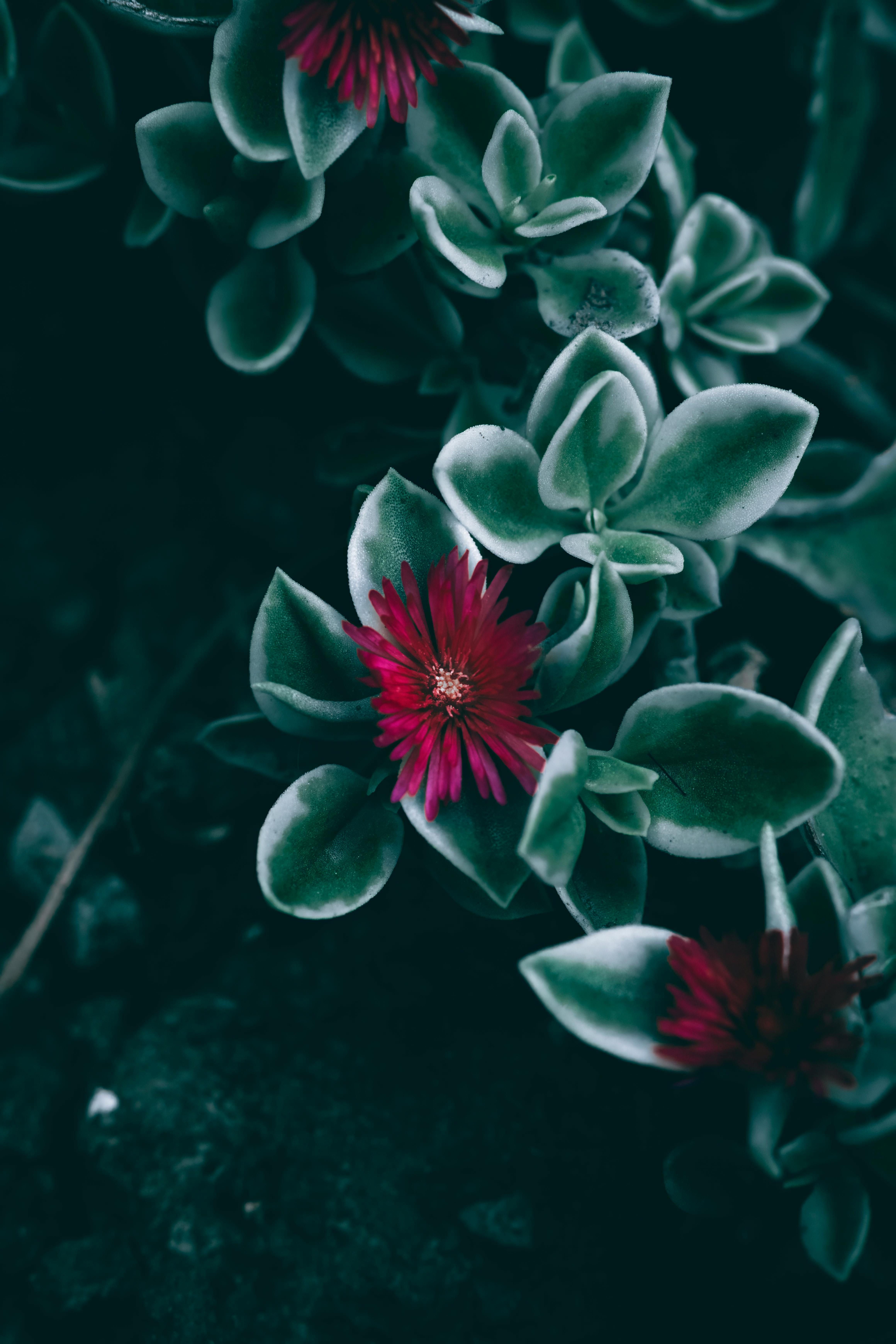 Dramatic close-up of aptenia flowers with dark green leaves, creating a moody atmosphere.