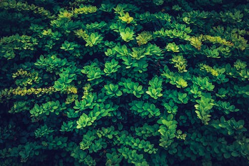 Moody green Barberry bush leaves texture