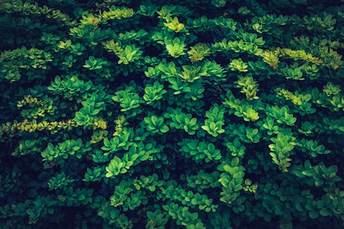 天性, 植物群, 植被 的 免費圖庫相片