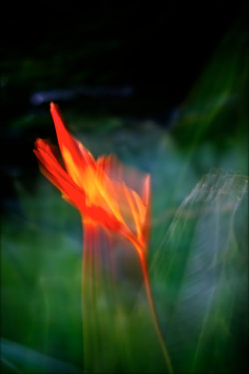 Foto d'estoc gratuïta de abstracte de flors silvestres, art botànic, art del jardí