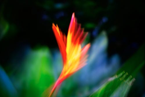 Imagine de stoc gratuită din abstract de flori sălbatice, abstract floare roșie, abstracte natura
