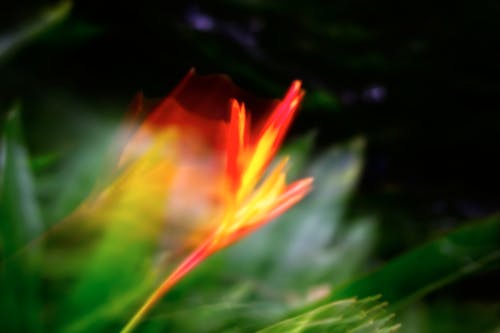 คลังภาพถ่ายฟรี ของ กลีบดอกไม้ที่ลุกเป็นไฟ, กลีบดอกไม่มีตัวตน, กลีบสีแดงหมุนวน