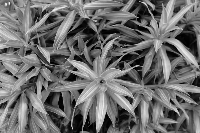 Dracaena leaves against a brick wall — photo by Chen Te on Pexels