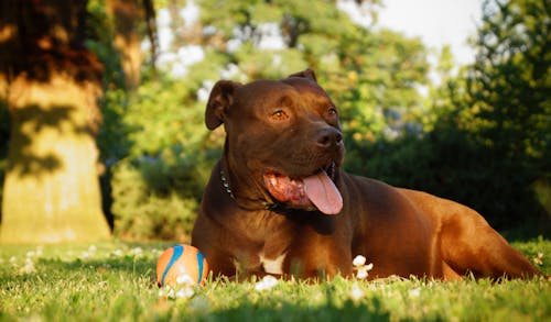 бесплатная Крупный план коричневой собаки с короткой шерстью, лежащей на траве Стоковое фото