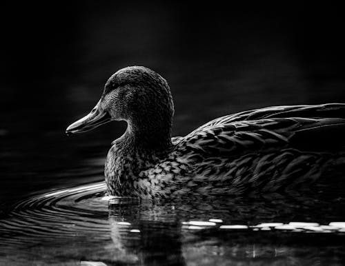 Monochrome Duck