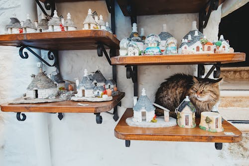 Feline Charms of Alberobello: Exploring Italy's Cat Kingdom