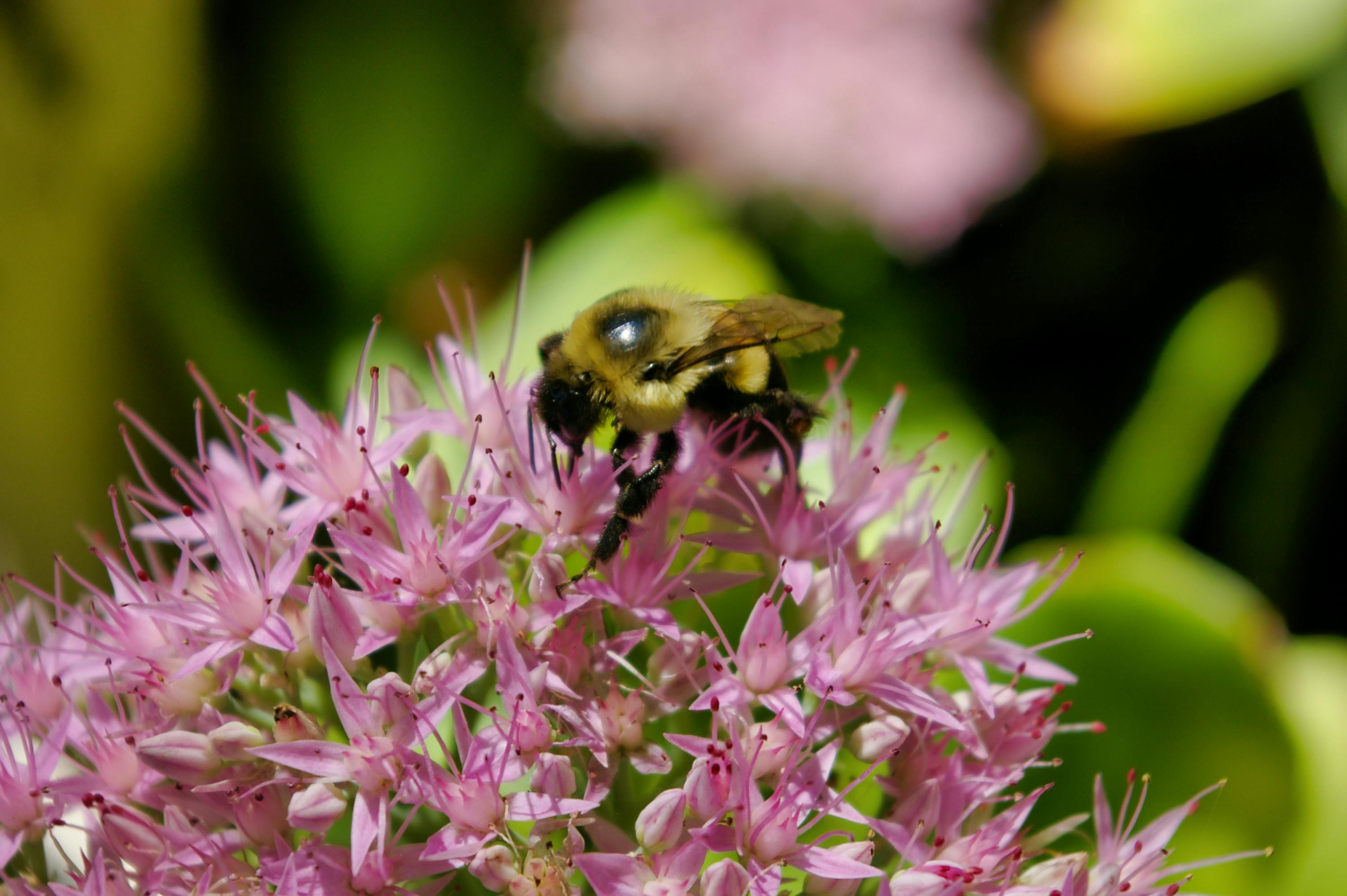 free-stock-photo-of-bee-bumble-bee-bumblebee