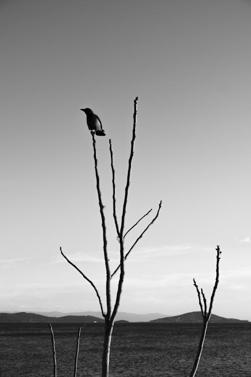 Gratis lagerfoto af dyrefotografering, fugl, grene