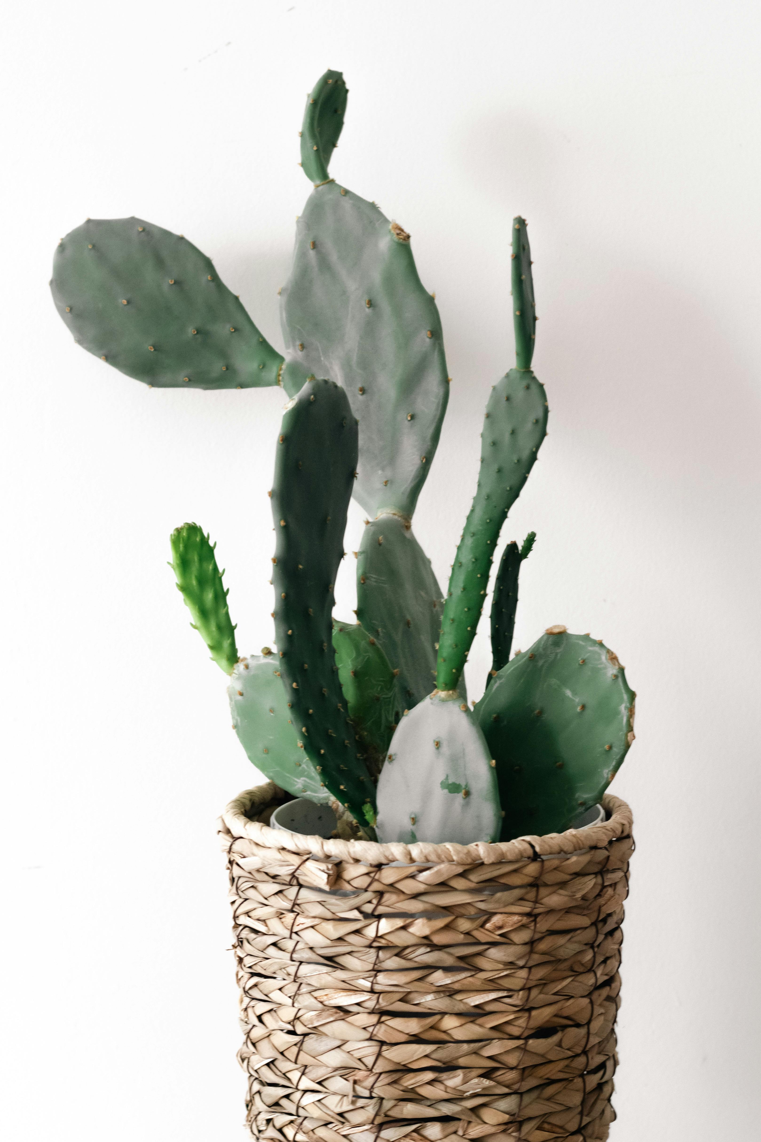 Close-up of a cactus plant elegantly displayed in a woven basket against a white background.