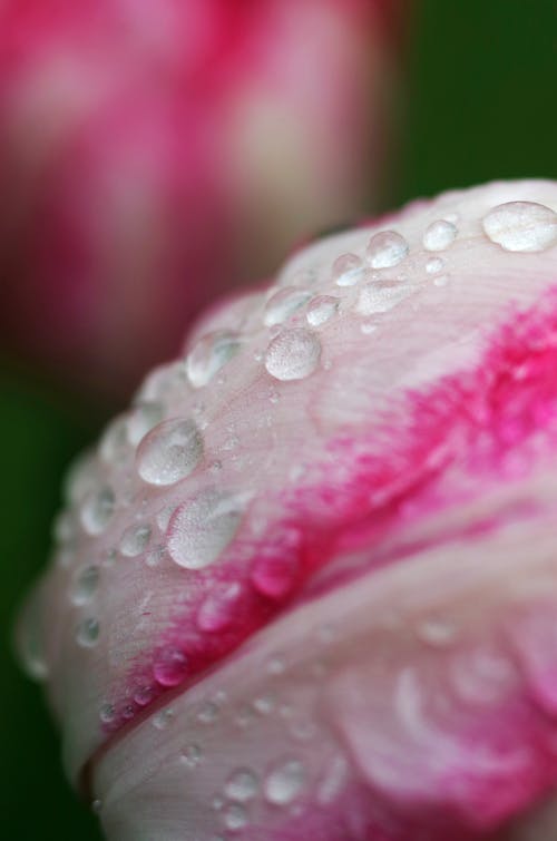 Foto profissional grátis de água, fechar-se, flores