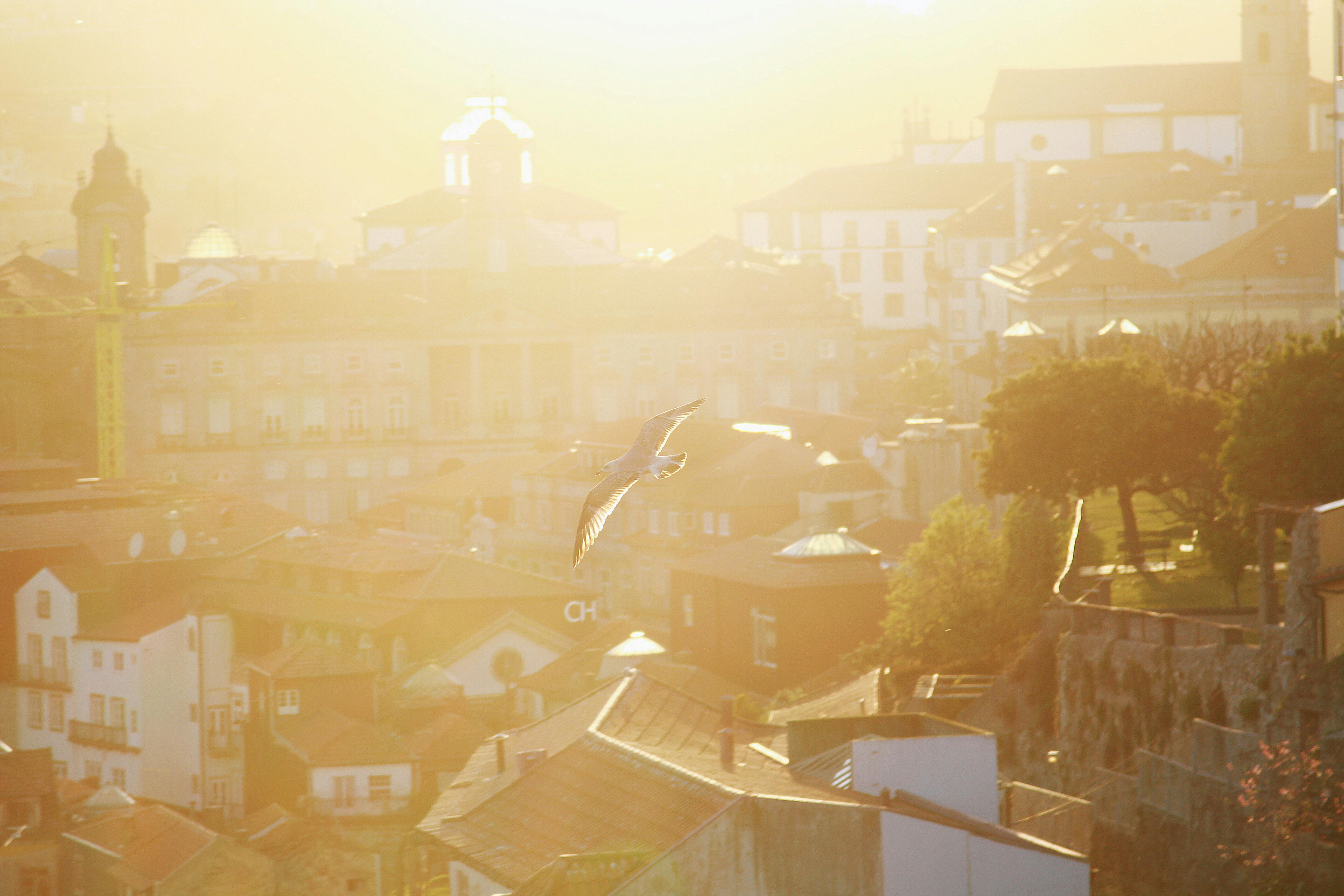 日落时分，波尔图景色宁静，海鸥在温暖的金光中翱翔