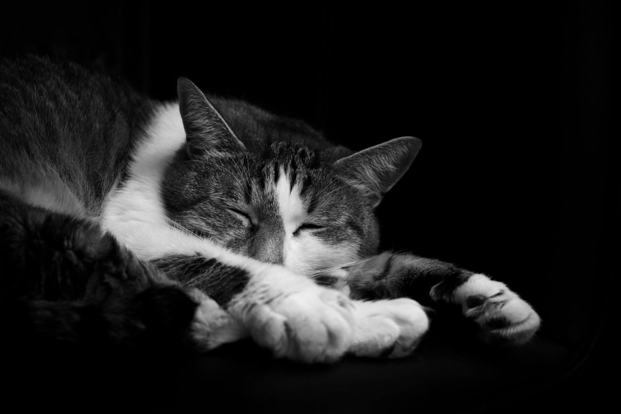 a peaceful tabby cat sleeping soundly captured in a striking black and