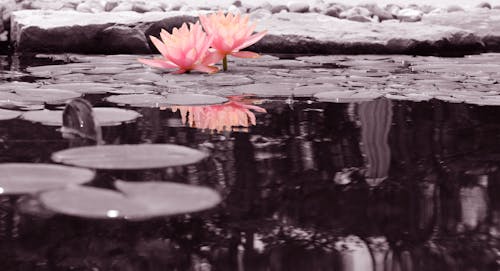 Free stock photo of beautiful flower, edited, pond