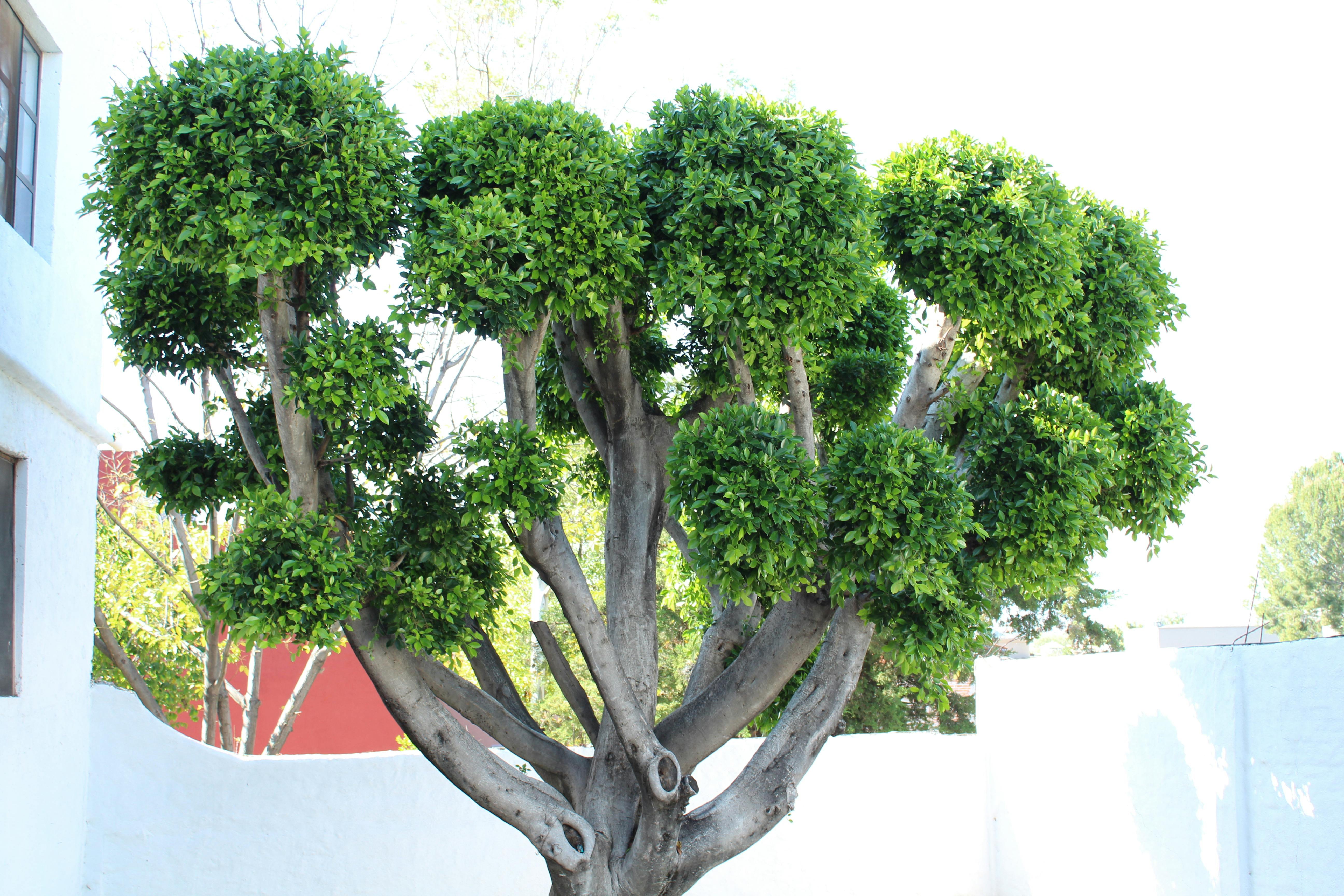 Free stock photo of arbol, tree