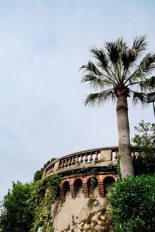 A palm tree is growing on top of a building