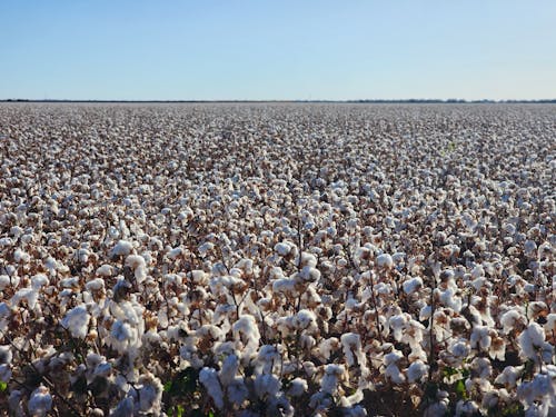 A cotton field with many white cotton plants