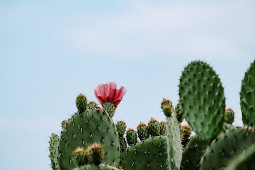 Ilmainen kuvapankkikuva tunnisteilla kaktus, kasvi, kasvikunta