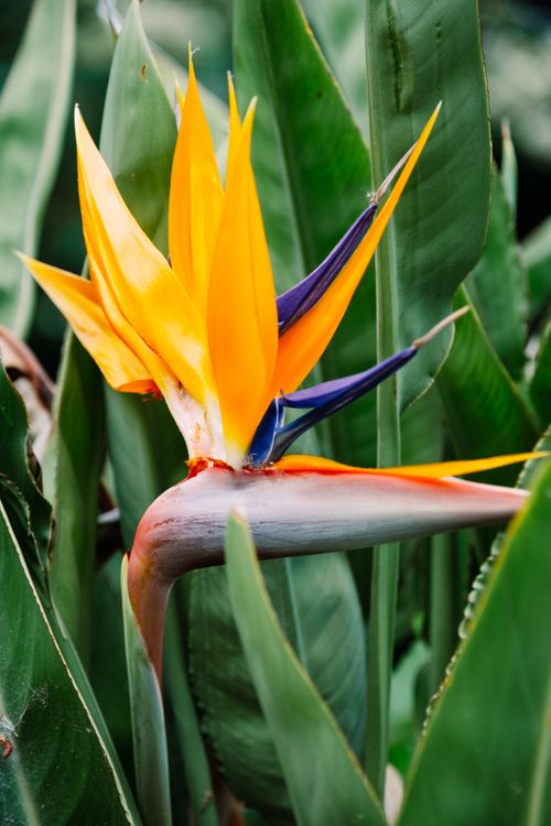 Free Close-up of a vibrant Bird of Paradise flower with lush green leaves, showcasing its striking colors. Stock Photo