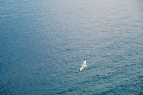 Безкоштовне стокове фото на тему «Аерофотозйомка, блакитна вода, знімок із дрона»