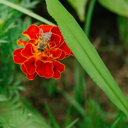 Free stock photo of bee, flower, green Stock Photo