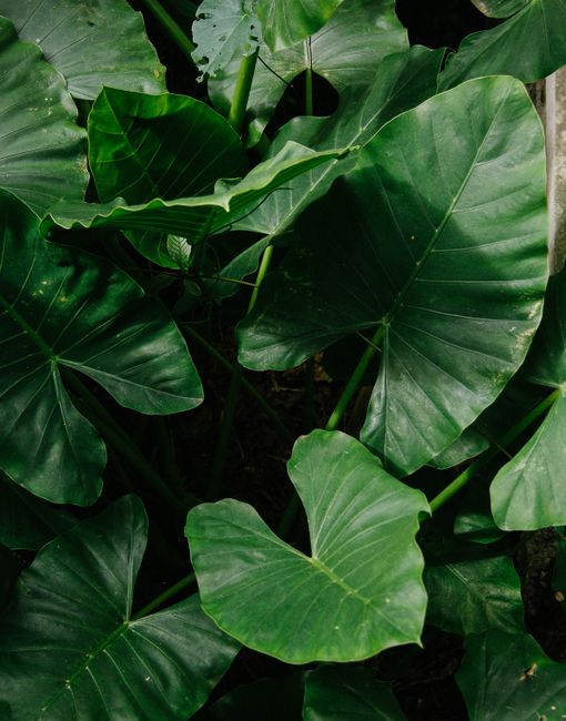 Close-up of vibrant green Alocasia leaves, showcasing lush growth in a garden setting.