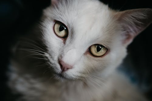 Selective Focus Photo Of White Cat