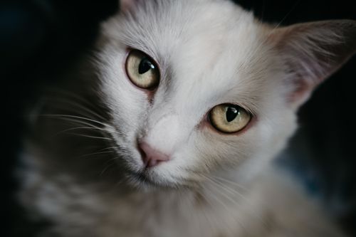 Free Charming white cat with captivating eyes, showcasing beauty and elegance. Stock Photo