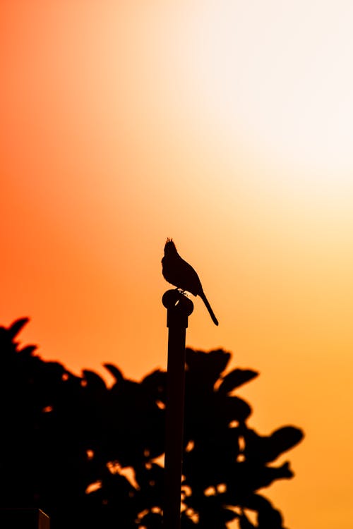 Free A bird is sitting on top of a pole at sunset Stock Photo