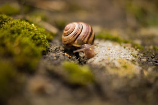 Captivating close-up of a snail on a moss-covered surface, highlighting nature's detail.