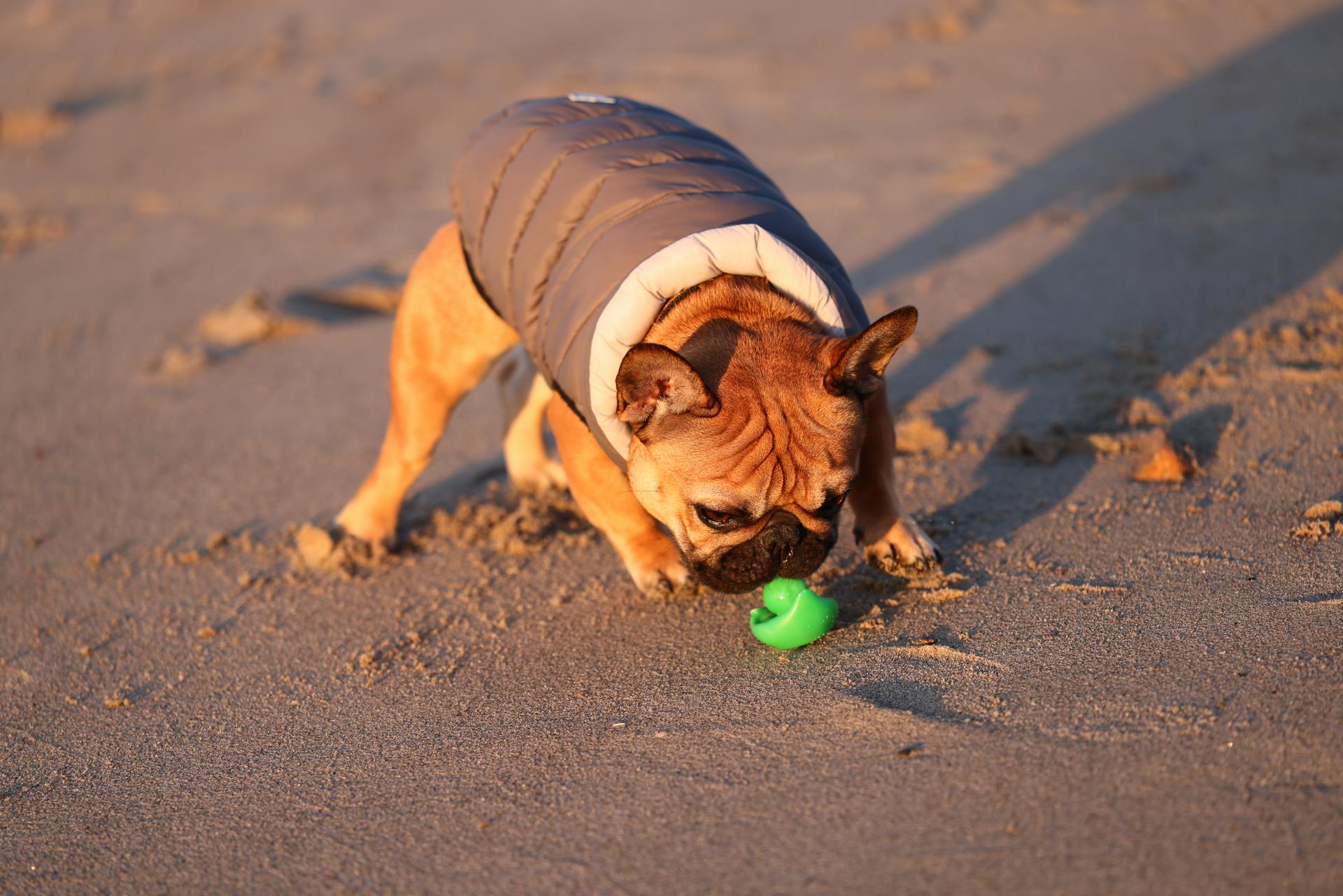 A French Bulldog Playing with a Toy on a Beach