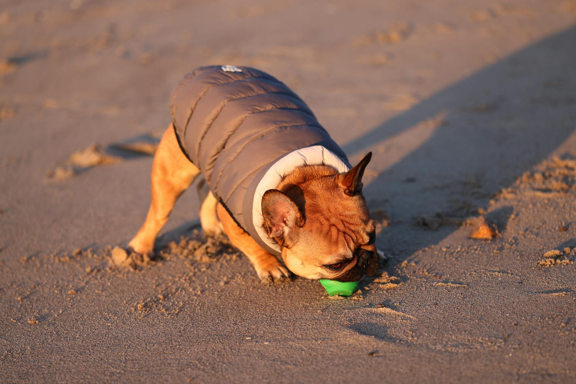 A French Bulldog Playing with a Toy on a Beach