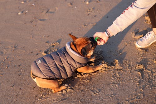 Wally. 7 Uhr. 8. April 2024. Cove Island Park, Stamford, Ct