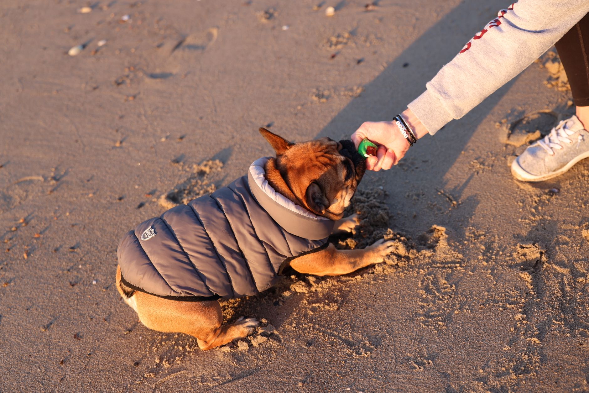 Practical Frenchie Socialization Techniques