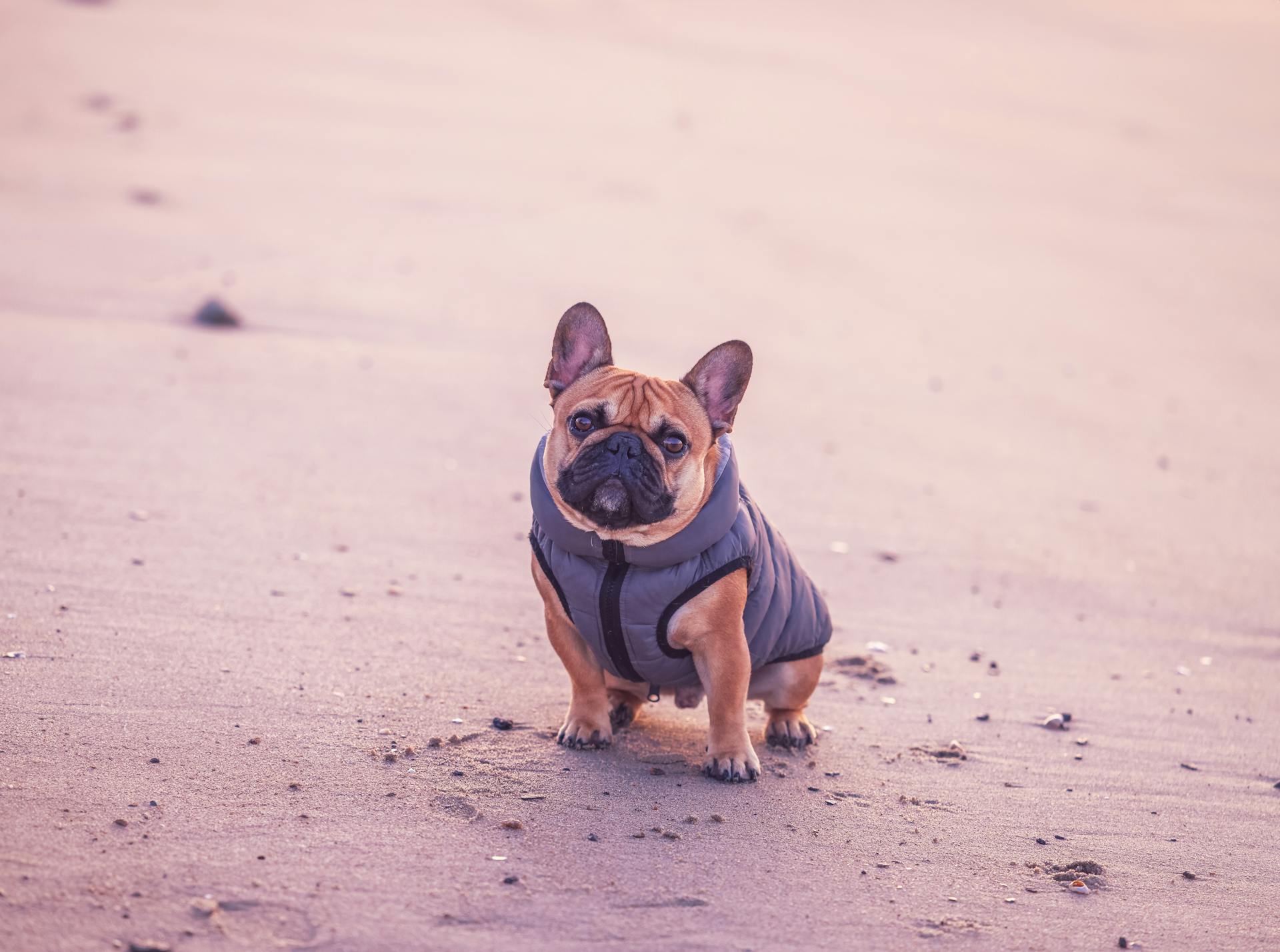 A French Bulldog Sitting on a Beach