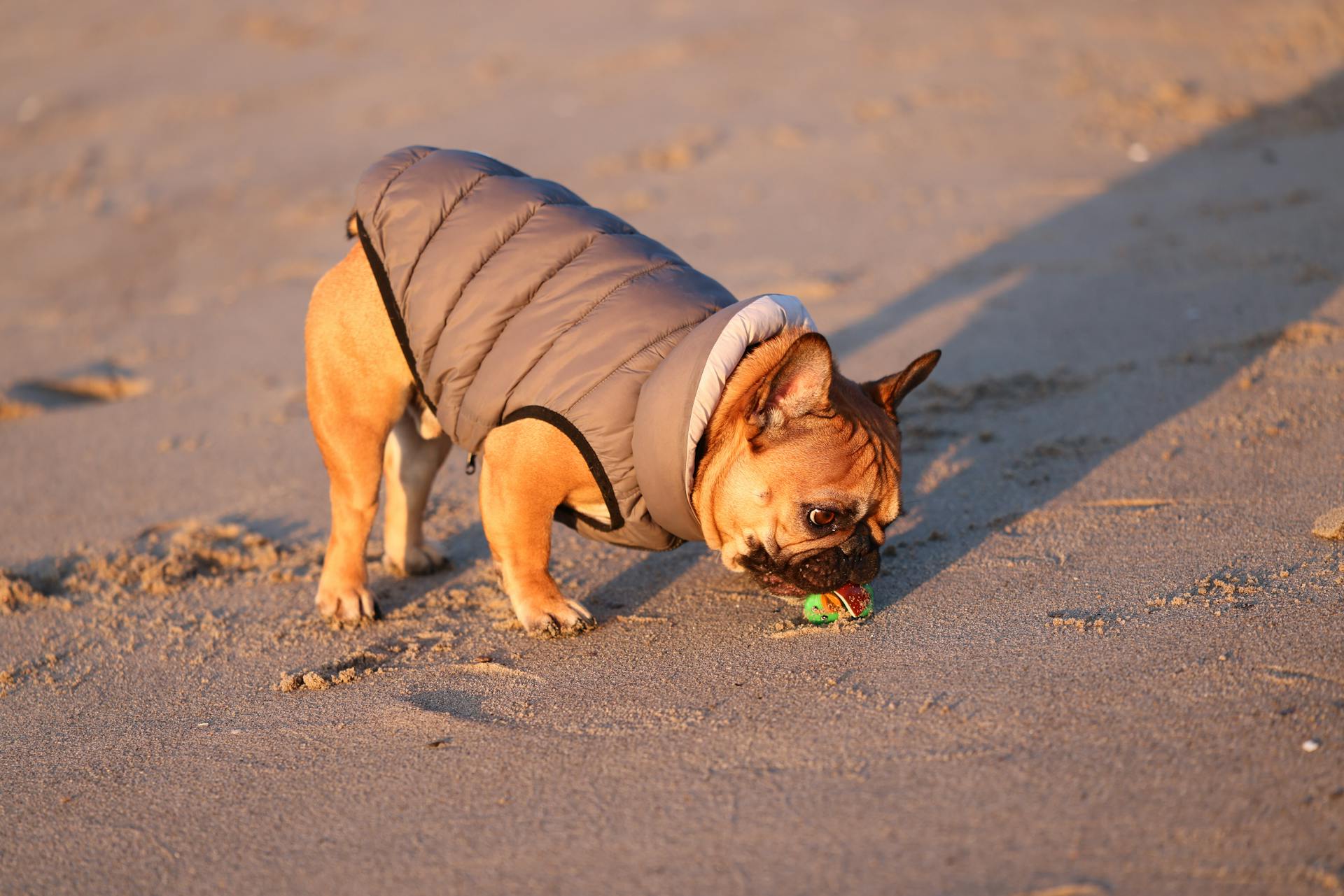 A French Bulldog Playing with a Toy on a Beach