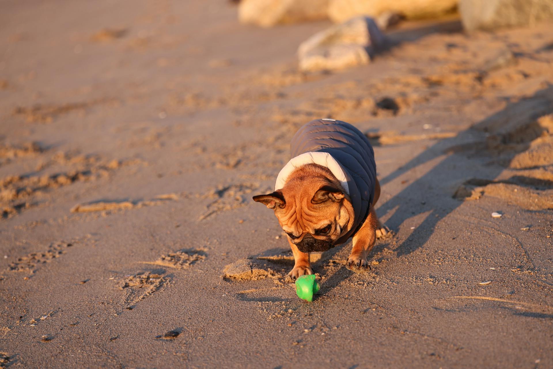 Un bouledogue jouant avec un jouet sur la plage