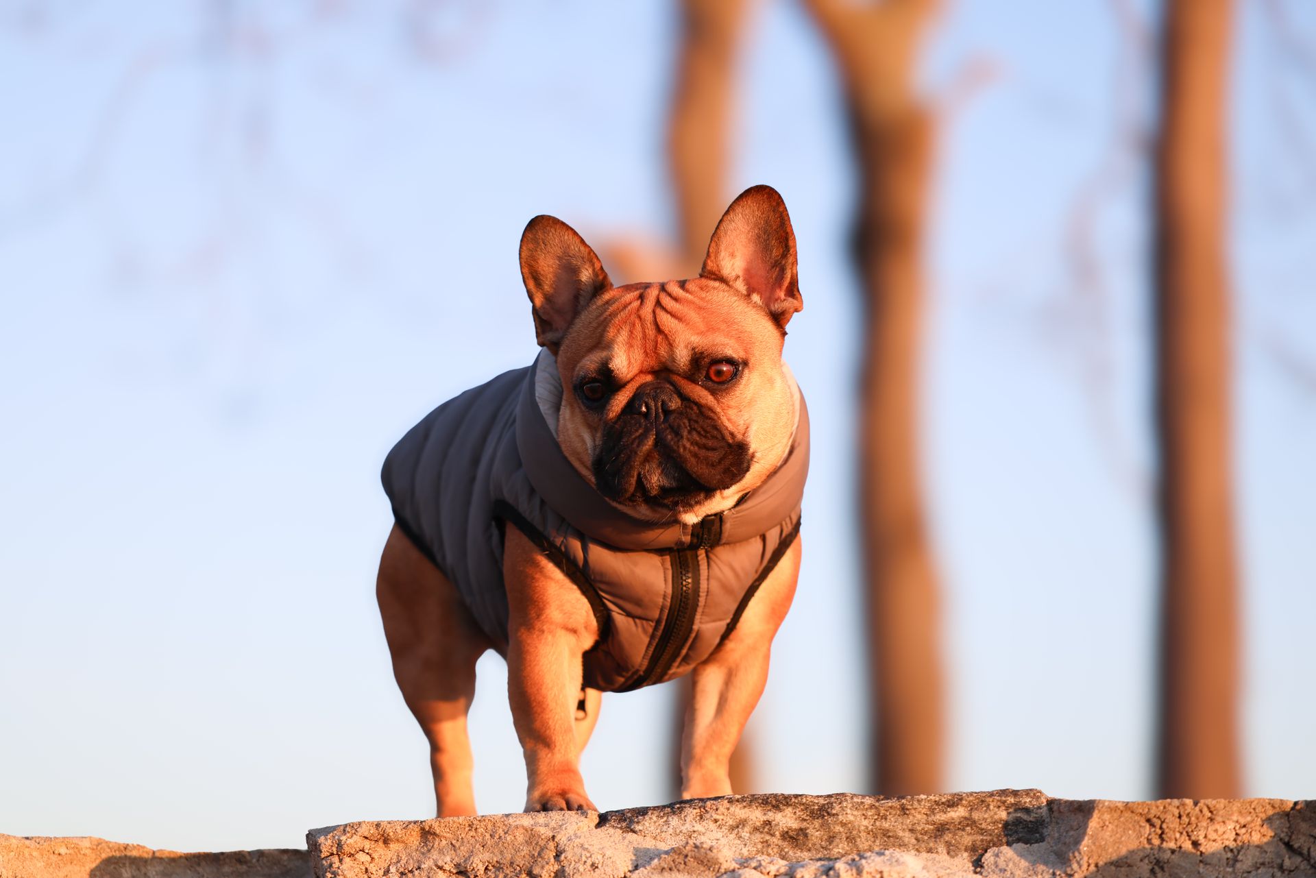 Brown Bulldog in Sunlight