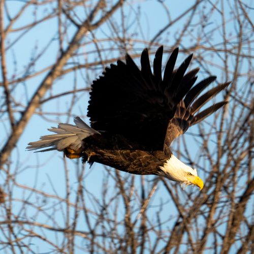 Free Close-up of a bald eagle flying through bare branches in Reads Landing, MN. Stock Photo