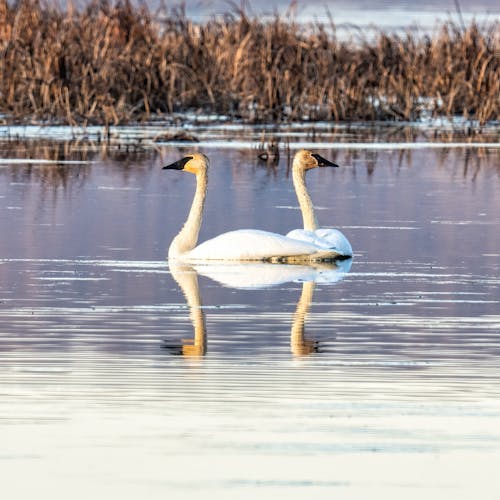 Two swans are floating on the water in the middle of a marsh